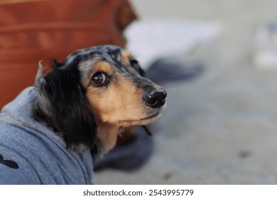 A cute long hair dachshund - Powered by Shutterstock