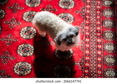 Cute Long Hair Dog (Bolonka Zwetna) Standing On Red Rug And Looking Up