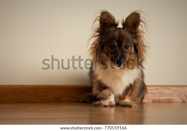 Cute Long Haired Big Ear Dog Stock Photo Edit Now 770559166