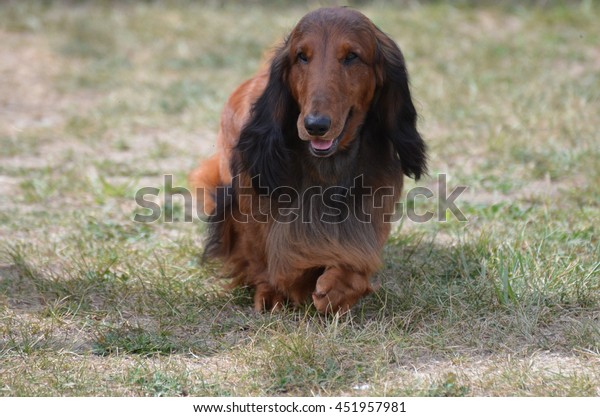 Cute Long Haired Dachshund Dog Field Stock Photo Edit Now