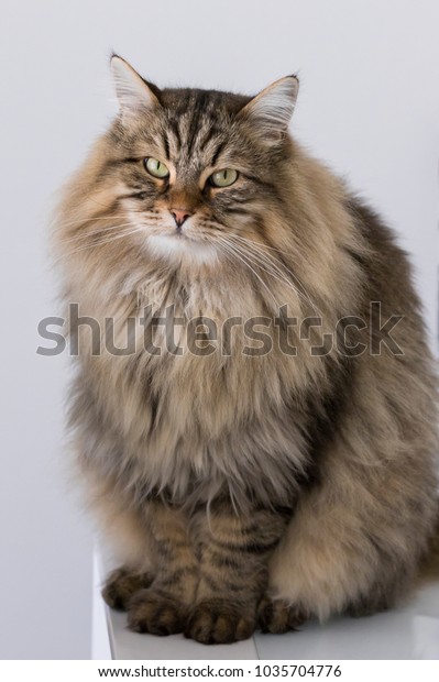 Cute Long Haired Kitten Sitting House Royalty Free Stock Image