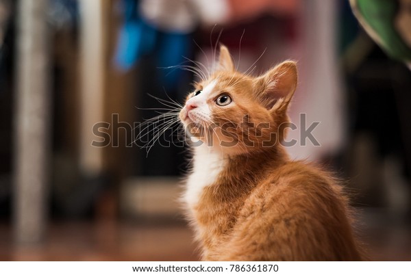Cute Long Haired Orange Tabby Kitten Stock Photo Edit Now 786361870