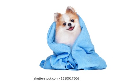 犬 シャンプー の画像 写真素材 ベクター画像 Shutterstock