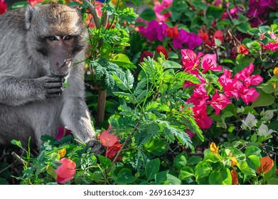 Cute long tailed Macaque monkey in a flower bush in Hua Hin, Thailand