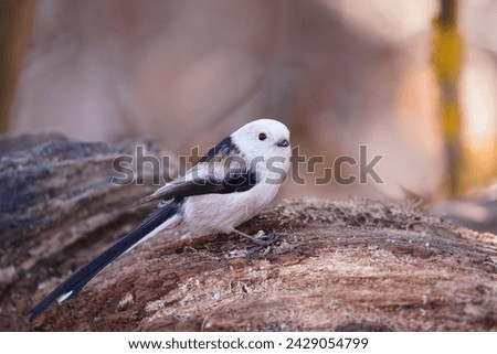 A cute long tailed tit sits on the tree stump. A white titmouse with long tail in the nature habitat. Aegithalos caudatus