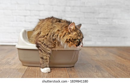 Cute longhair cat going out of a Litter box. Panramic image with copy space.