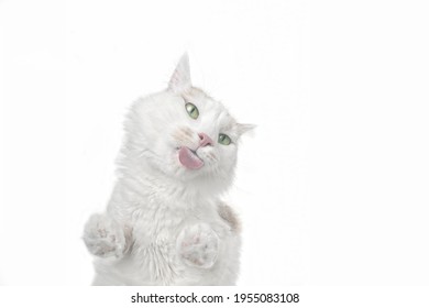 Cute Longhair Cat Licking The Screen. Bottom View With Copy Space.