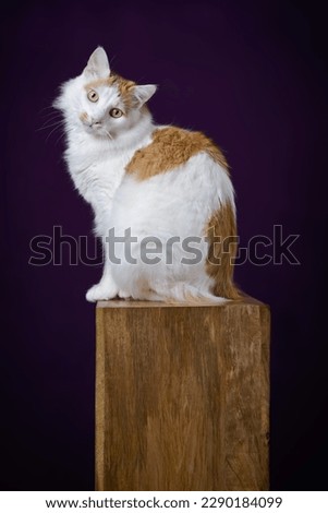 Cute longhair cat sitting on wooden podium and looking funny at camera. Verical image.