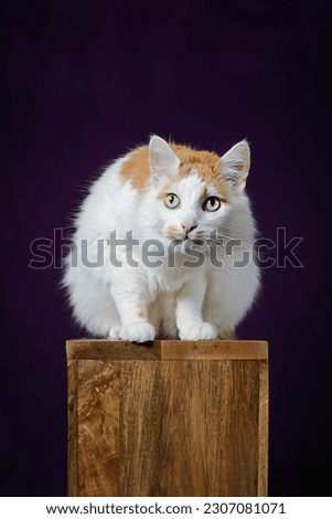 Cute longhair cat sitting on wooden podium and looking curious at camera. Verical image with copy space.