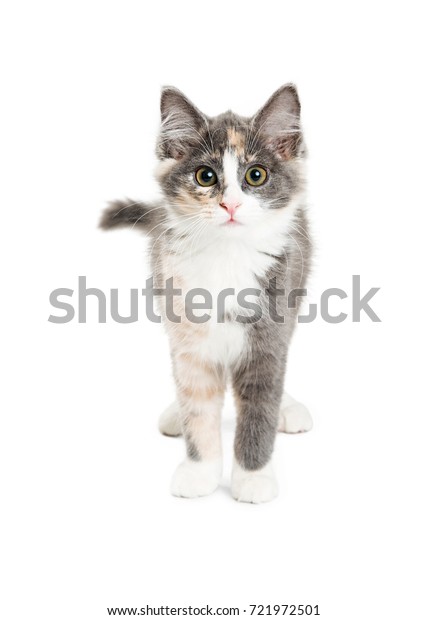 Cute Longhaired Grey Orange Kitten Standing Stock Image Download Now
