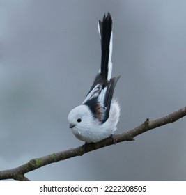 Cute long-tailed tit (Aegithalos caudatus) sitting on a branch in fall.