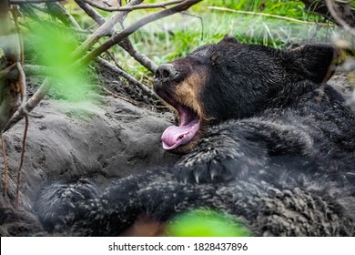 Cute looking black bear getting ready for hibernate sleeping portrait