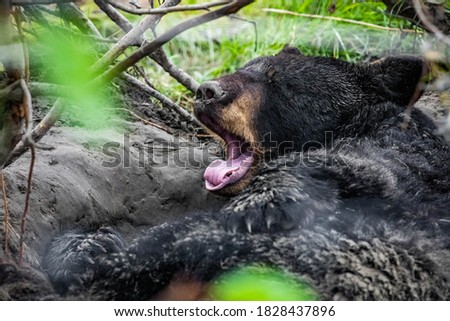 Cute looking black bear getting ready for hibernate sleeping portrait