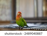 Cute lovebird parrot.pet african parrot.caring for animals.cute video.Funny parrots.Home pet parrot.The best birds.Beautiful photo of a bird.Ornithology.caring for the animal.bird pet.funny photo.