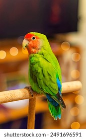 Cute lovebird parrot.pet african parrot.caring for animals.cute video.Funny parrots.Home pet parrot.The best birds.Beautiful photo of a bird.Ornithology.caring for the animal.bird pet.funny photo.
