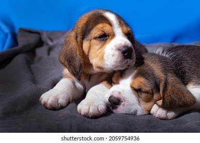 Cute and lovely beagle puppies, pets, animal care concept.