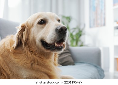 Cute Lovely Dog Lying Down And Relaxing On The Couch At Home, Pet Lifestyle