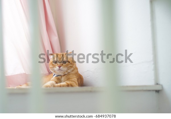 Cute Lovely Orange Scottish Fold Sit Stock Photo Edit Now 684937078