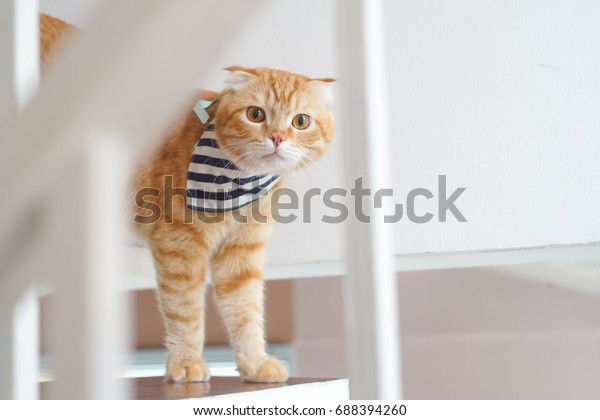 Cute Lovely Orange Scottish Fold Cat Miscellaneous Animals