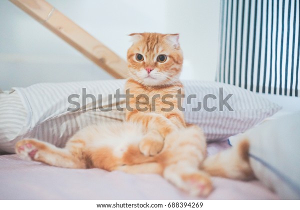 Cute Lovely Orange Scottish Fold Cat Stock Photo Edit Now 688394269