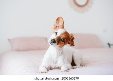 cute lovely small jack russell dog resting on bed during daytime. Funny ear up. Pets indoors at home