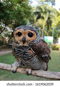 Cute And Lovely Spotted Wood Owl 