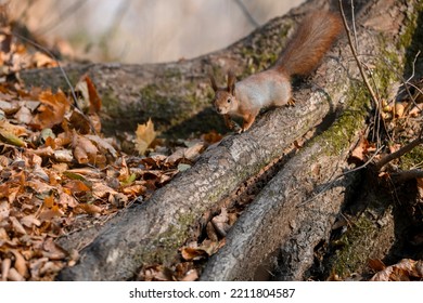 Cute Lovely Squirrel Camouflage On Tree Trunk At Day Brown Forest. Close Up Rodent Hanging Upside Down And On Side Ground Among Dry Leaves At Fall Nature Park Of Wildlife Before Winter Provide Food