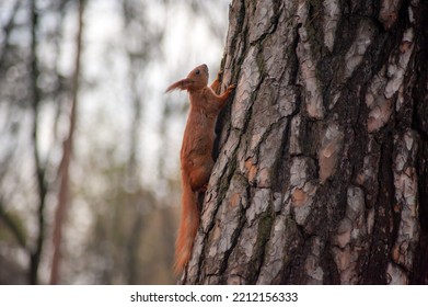 Cute Lovely Squirrel Camouflage On Tree Trunk At Day Brown Forest. Close Up Rodent Hanging Upside Down And On Side Ground Among Dry Leaves At Fall Nature Park Of Wildlife Before Winter Provide Food