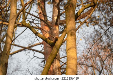 Cute Lovely Squirrel Camouflage On Tree Trunk At Day Brown Forest. Close Up Rodent Hanging Upside Down And On Side Ground Among Dry Leaves At Fall Nature Park Of Wildlife Before Winter Provide Food