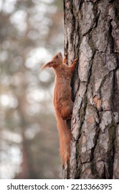 Cute Lovely Squirrel Camouflage On Tree Trunk At Day Brown Forest. Close Up Rodent Hanging Upside Down And On Side Ground Among Dry Leaves At Fall Nature Park Of Wildlife Before Winter Provide Food