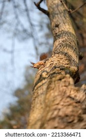 Cute Lovely Squirrel Camouflage On Tree Trunk At Day Brown Forest. Close Up Rodent Hanging Upside Down And On Side Ground Among Dry Leaves At Fall Nature Park Of Wildlife Before Winter Provide Food