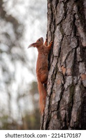 Cute Lovely Squirrel Camouflage On Tree Trunk At Day Brown Forest. Close Up Rodent Hanging Upside Down And On Side Ground Among Dry Leaves At Fall Nature Park Of Wildlife Before Winter Provide Food