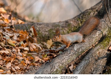 Cute Lovely Squirrel Camouflage On Tree Trunk At Day Brown Forest. Close Up Rodent Hanging Upside Down And On Side Ground Among Dry Leaves At Fall Nature Park Of Wildlife Before Winter Provide Food