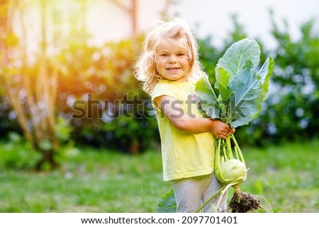 Cute lovely toddler girl with kohlrabi in vegetable garden. Happy gorgeous baby child having fun with first harvest of healthy vegetable. Kid helping parents. Summer, gardening, harvesting