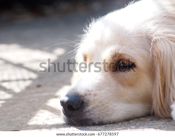 Cute Lovely White Long Hair Young Stock Photo Edit Now 677278597