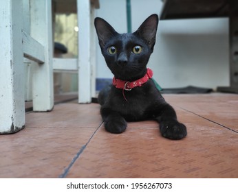 the cute and lovely wild blackcat 