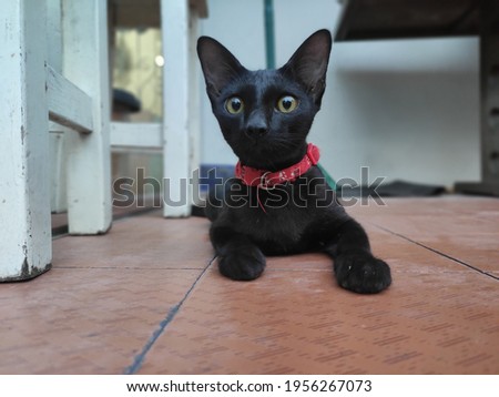 the cute and lovely wild blackcat 