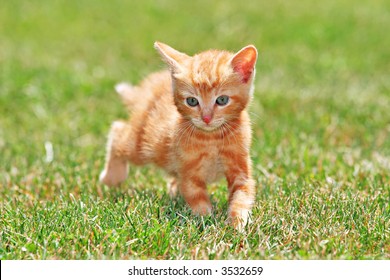 Cute Lovely Young Cat Running On Green Grass - Shutterstock ID 3532659