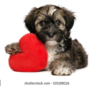 A Cute Lover Valentine Havanese Male Puppy Dog Is Holding A Red Heart, Isolated On White Background