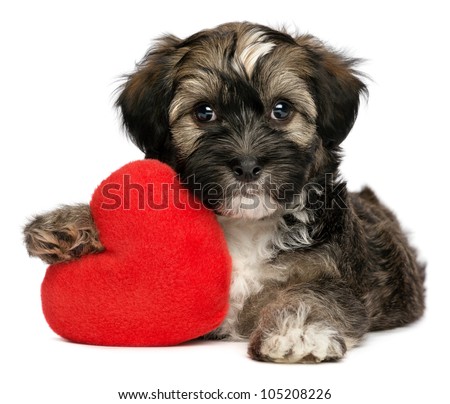 A cute lover valentine havanese male puppy dog is holding a red heart, isolated on white background