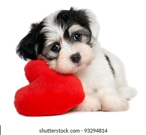 A cute lover valentine havanese puppy dog with a red heart isolated on white background