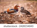 Cute loving couple of colorful ducks. Mandarin duck Aix galericulata female and male. Loving birds, animal love. Smooth background. Amorous look. European birds. Autumn scene. Wildlife photography