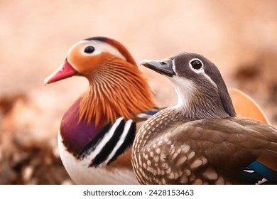 Cute loving couple of colorful ducks. Mandarin duck Aix galericulata female and male. Loving birds, animal love. Smooth background. Amorous look. European birds. Autumn scene. Wildlife photography - Powered by Shutterstock