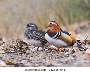 Cute loving couple of colorful ducks. Mandarin duck Aix galericulata female and male. Loving birds, animal love. Smooth background. Amorous look. European birds. Autumn scene. Wildlife photography - Powered by Shutterstock