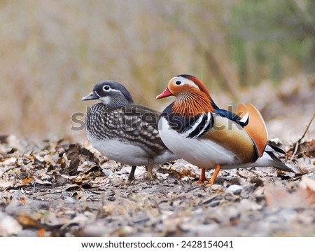 Cute loving couple of colorful ducks. Mandarin duck Aix galericulata female and male. Loving birds, animal love. Smooth background. Amorous look. European birds. Autumn scene. Wildlife photography