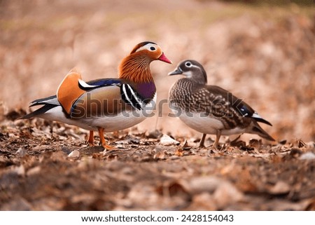 Cute loving couple of colorful ducks. Mandarin duck Aix galericulata female and male. Loving birds, animal love. Smooth background. Amorous look. European birds. Autumn scene. Wildlife photography