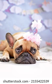 Cute lying fawn French Bulldog dog girl with birthday hat greeting card motive