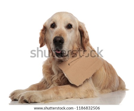 cute lying labrador with carton sign around neck looks to side on white background