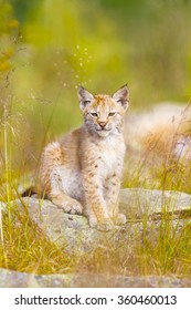 Cute Lynx Cub Sits In Grass