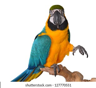 Cute Macaw Isolated Parrot Isolated Animals Stock Photo 127770551 ...